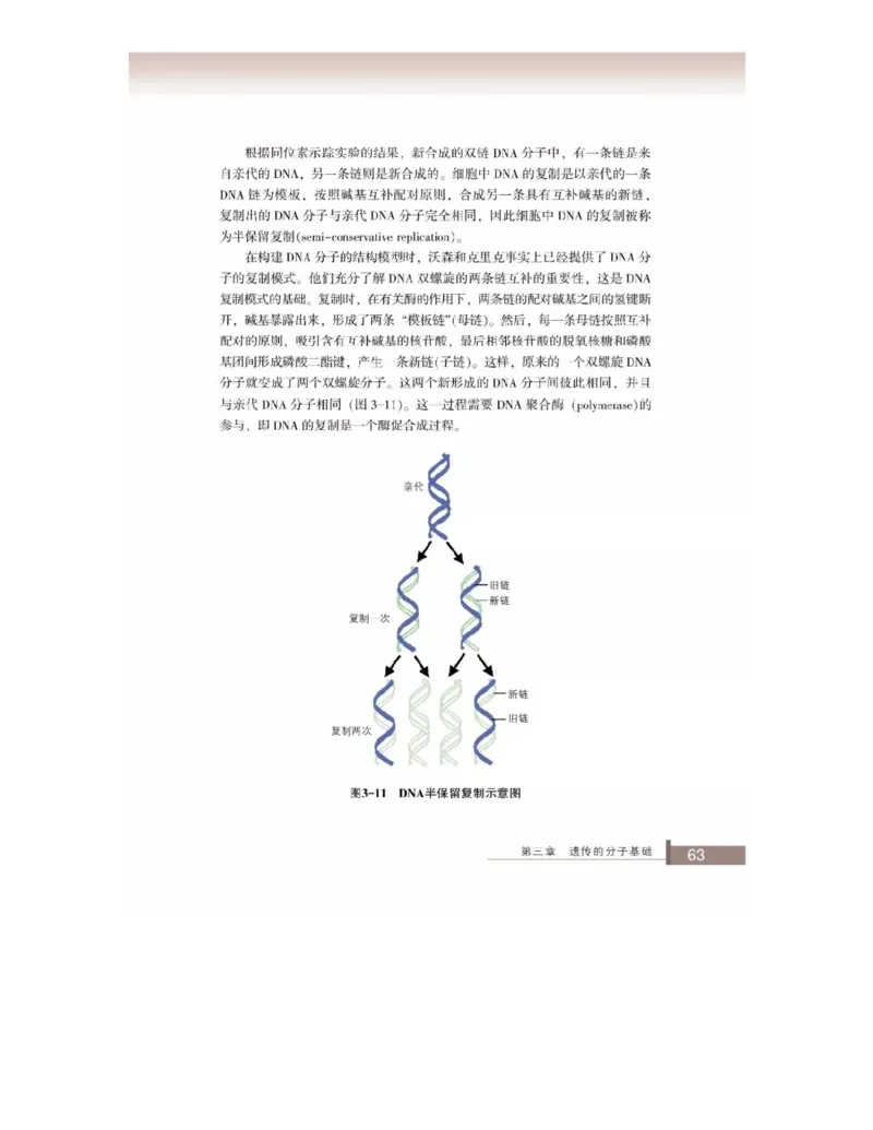 浙科版高中生物必修2《遗传与进化》电子课本_4-教培资料-26年最新资料-同步更新_初中高中教资_03科三专项（进去保存报考的学科即可）_112025高中科目（全）电子教材