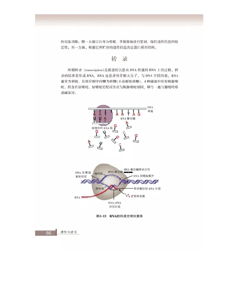 浙科版高中生物必修2《遗传与进化》电子课本_4-教培资料-26年最新资料-同步更新_初中高中教资_03科三专项（进去保存报考的学科即可）_112025高中科目（全）电子教材