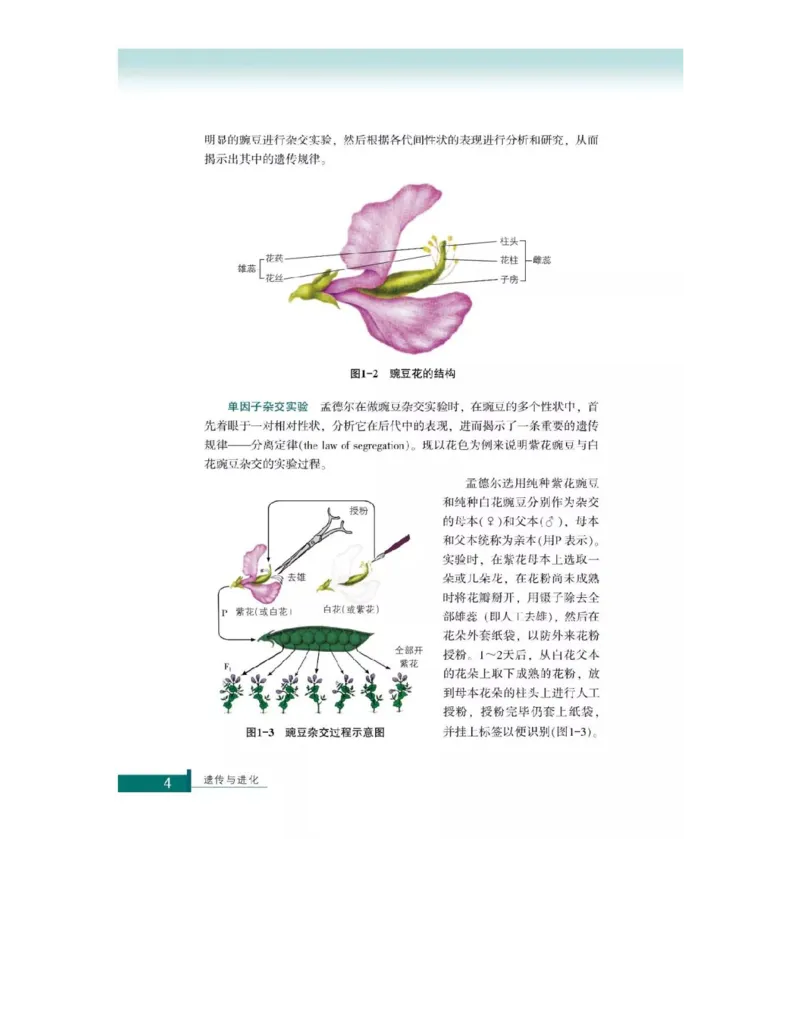 浙科版高中生物必修2《遗传与进化》电子课本_4-教培资料-26年最新资料-同步更新_初中高中教资_03科三专项（进去保存报考的学科即可）_112025高中科目（全）电子教材