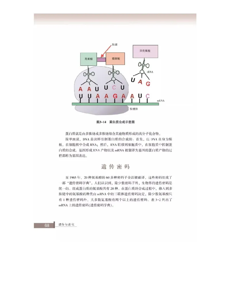 浙科版高中生物必修2《遗传与进化》电子课本_4-教培资料-26年最新资料-同步更新_初中高中教资_03科三专项（进去保存报考的学科即可）_112025高中科目（全）电子教材
