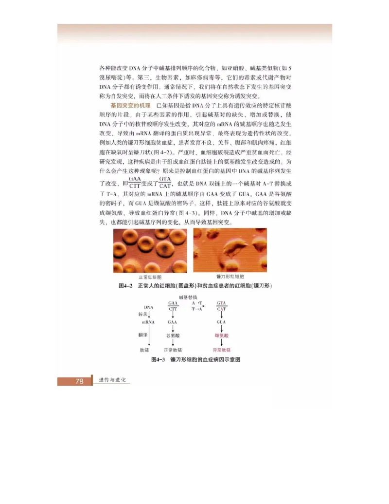 浙科版高中生物必修2《遗传与进化》电子课本_4-教培资料-26年最新资料-同步更新_初中高中教资_03科三专项（进去保存报考的学科即可）_112025高中科目（全）电子教材