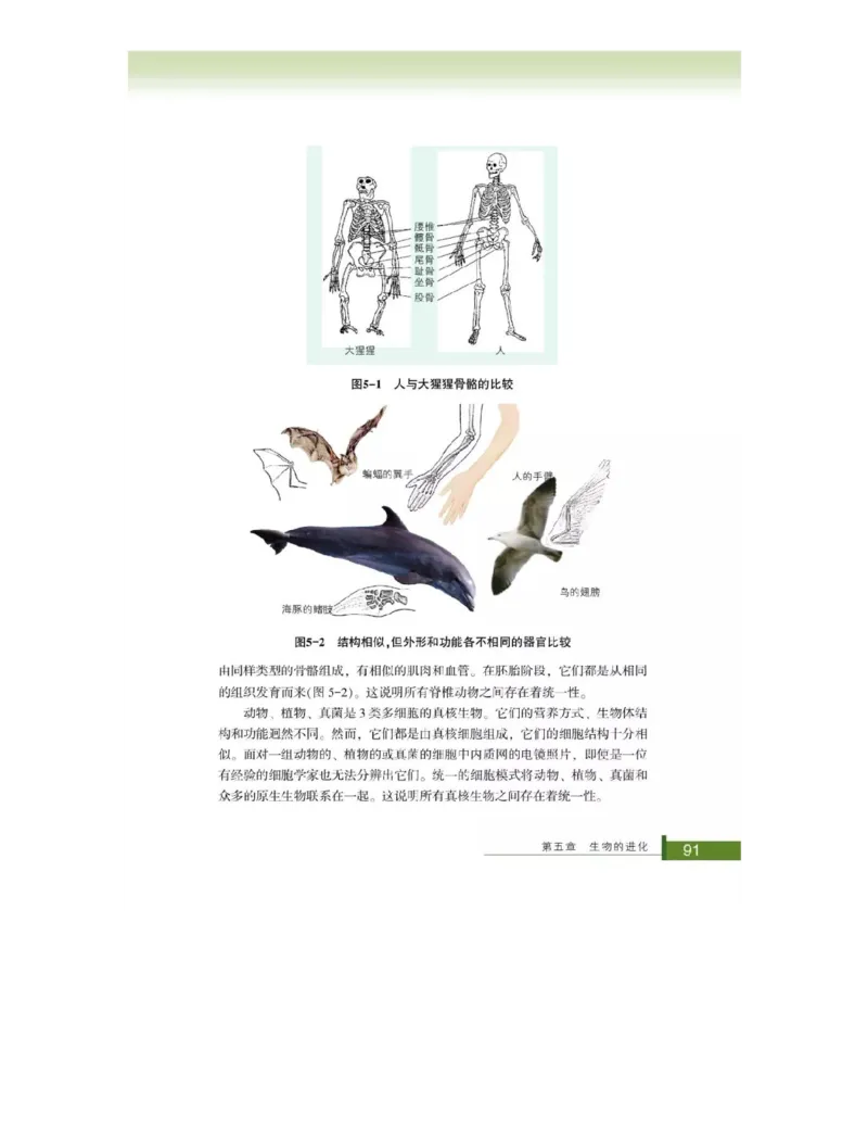 浙科版高中生物必修2《遗传与进化》电子课本_4-教培资料-26年最新资料-同步更新_初中高中教资_03科三专项（进去保存报考的学科即可）_112025高中科目（全）电子教材