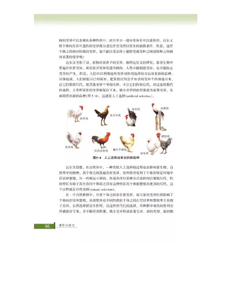 浙科版高中生物必修2《遗传与进化》电子课本_4-教培资料-26年最新资料-同步更新_初中高中教资_03科三专项（进去保存报考的学科即可）_112025高中科目（全）电子教材