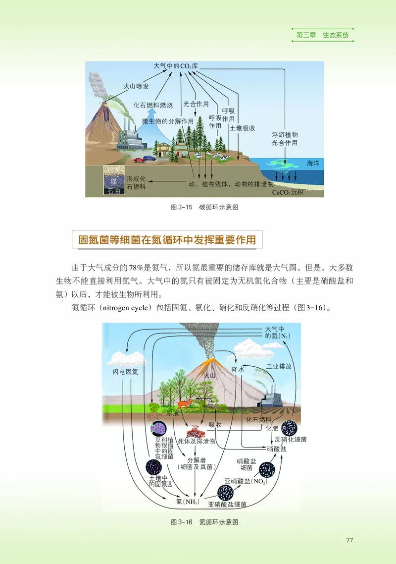浙科版生物选修2高清教材_4-教培资料-26年最新资料-同步更新_初中高中教资_03科三专项（进去保存报考的学科即可）_02科三专项（笔记真题思维导图教学设计版本二）