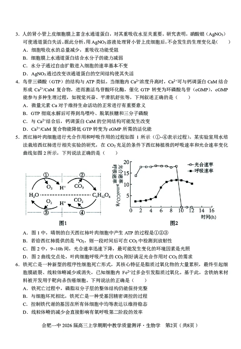 生物合肥一中2026届高三上学期期中教学质量检测_251115安徽省合肥一中2026届高三上学期期中教学质量检测（全科）