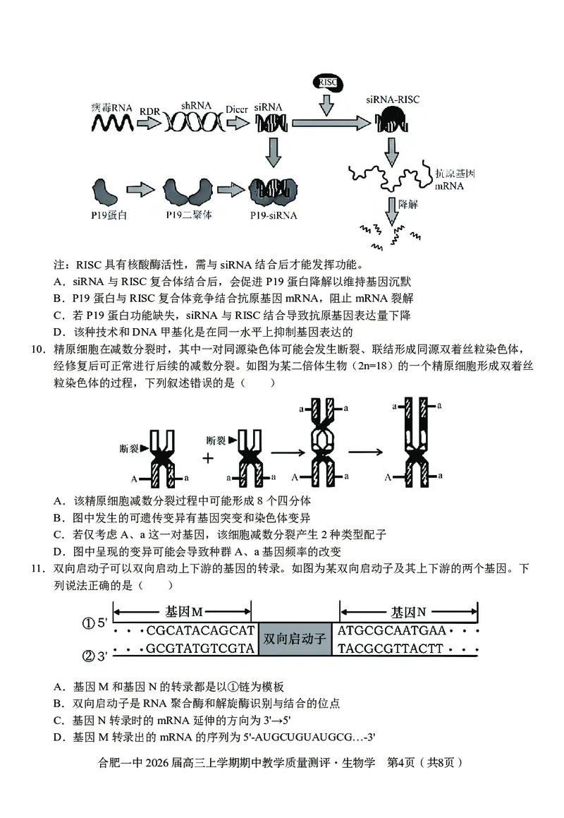 生物合肥一中2026届高三上学期期中教学质量检测_251115安徽省合肥一中2026届高三上学期期中教学质量检测（全科）