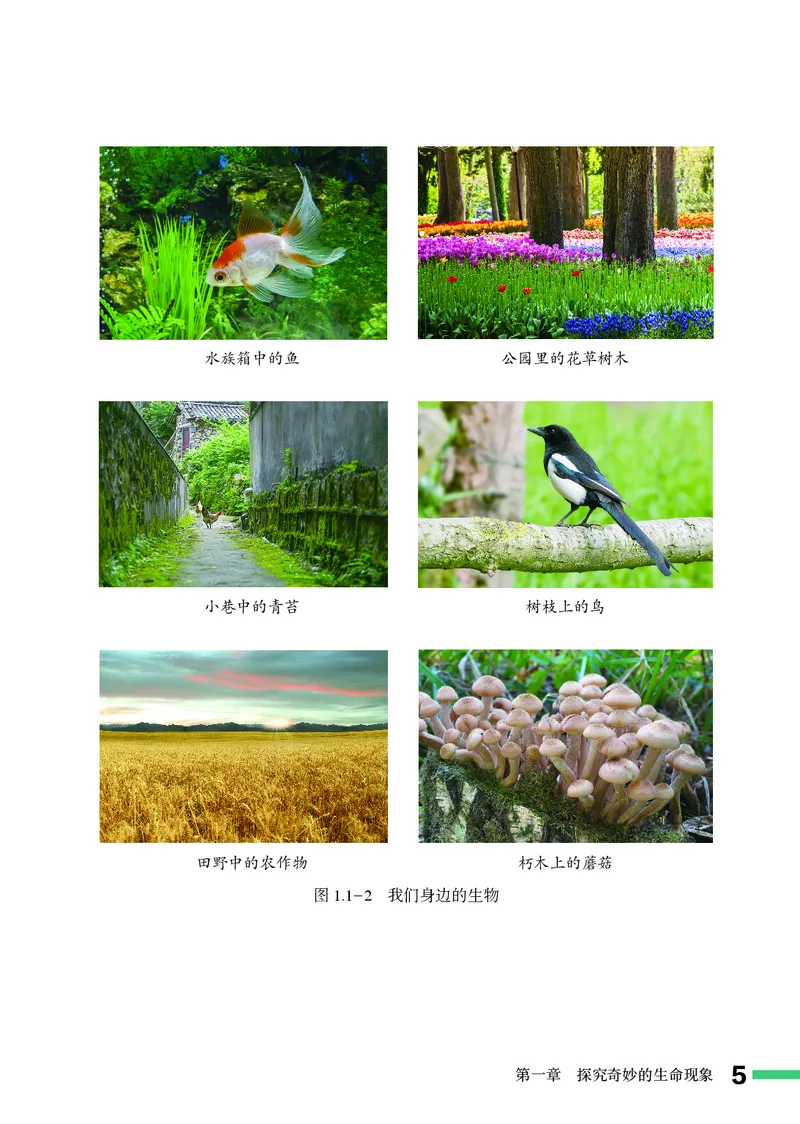 济南版7年级生物上册高清教材_4-教培资料-26年最新资料-同步更新_初中高中教资_03科三专项（进去保存报考的学科即可）_02科三专项（笔记真题思维导图教学设计版本二）