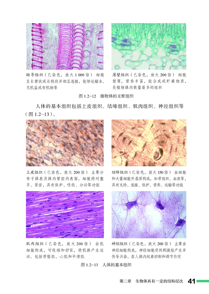 济南版7年级生物上册高清教材_4-教培资料-26年最新资料-同步更新_初中高中教资_03科三专项（进去保存报考的学科即可）_02科三专项（笔记真题思维导图教学设计版本二）