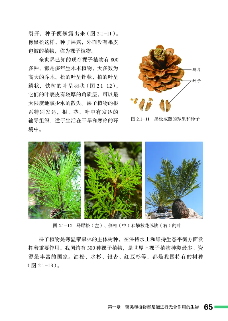 济南版7年级生物上册高清教材_4-教培资料-26年最新资料-同步更新_初中高中教资_03科三专项（进去保存报考的学科即可）_02科三专项（笔记真题思维导图教学设计版本二）