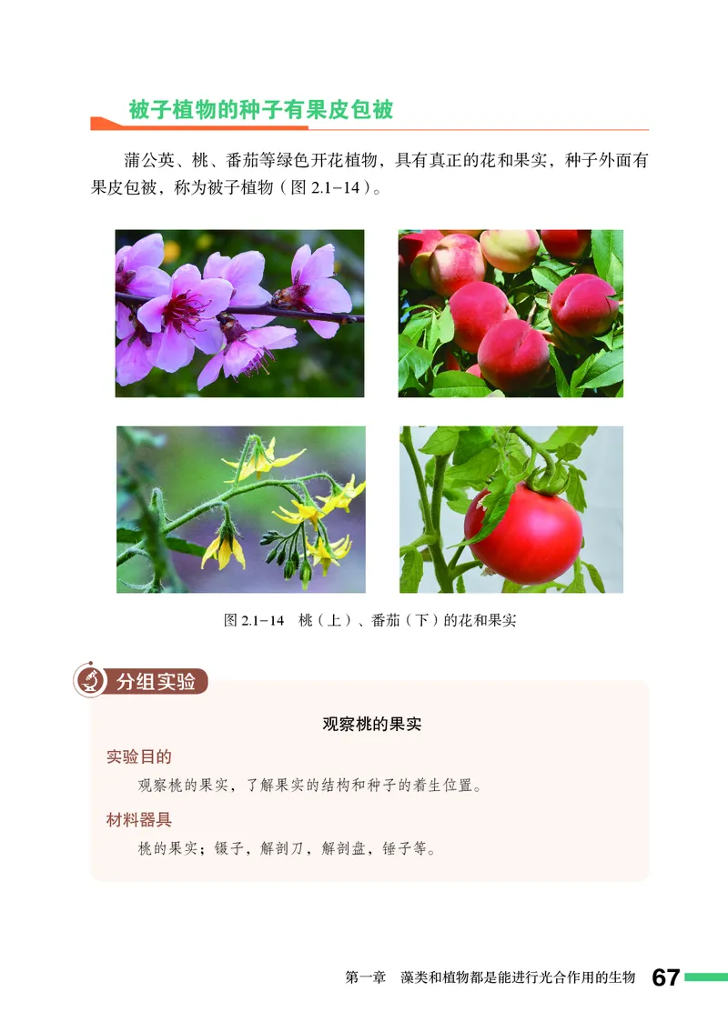 济南版7年级生物上册高清教材_4-教培资料-26年最新资料-同步更新_初中高中教资_03科三专项（进去保存报考的学科即可）_02科三专项（笔记真题思维导图教学设计版本二）