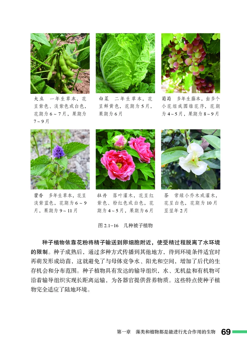 济南版7年级生物上册高清教材_4-教培资料-26年最新资料-同步更新_初中高中教资_03科三专项（进去保存报考的学科即可）_02科三专项（笔记真题思维导图教学设计版本二）