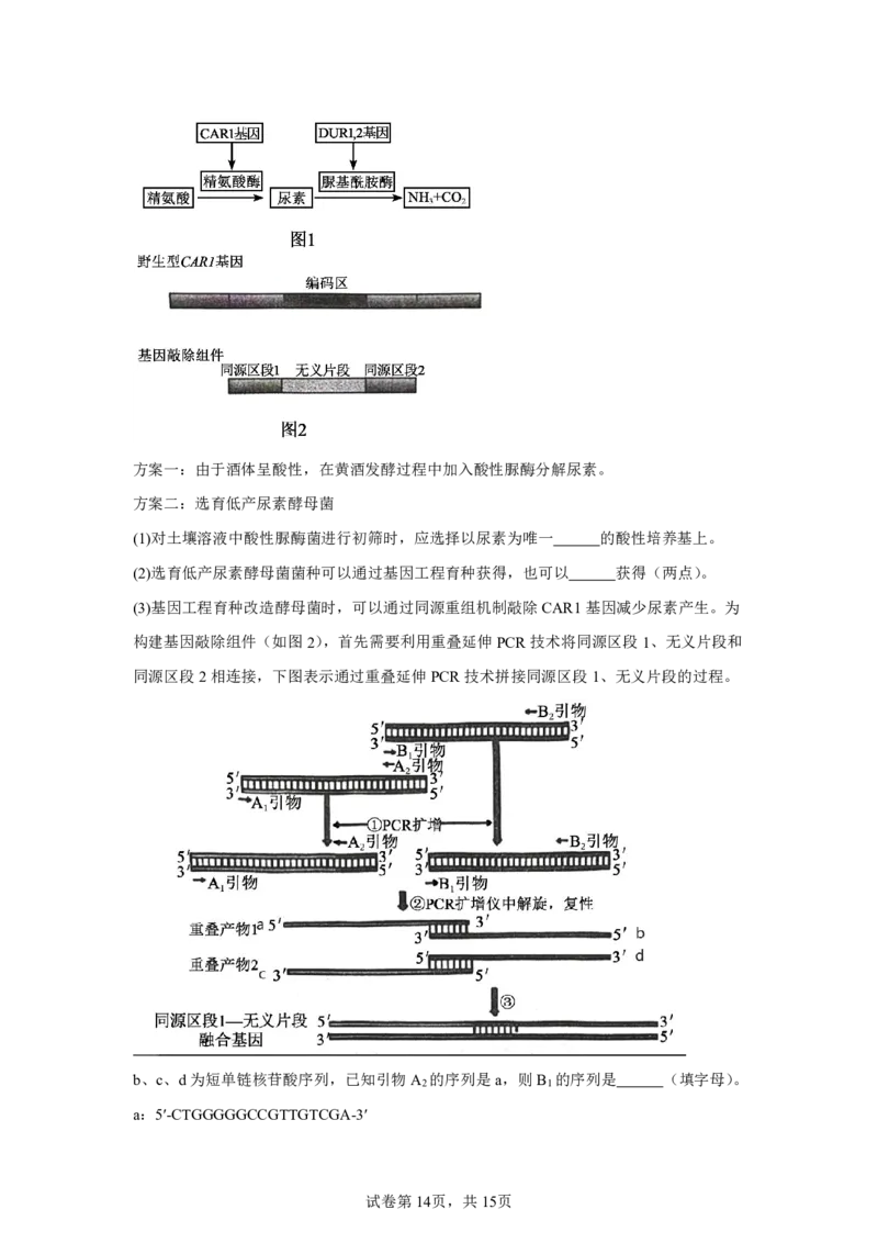生物+答案江苏省南京市秦淮区南京市中华中学2025-2026学年高三上学期10月月考生物试题-A4答案卷尾_251104江苏省南京市中华中学2025-2026学年高三上学期10月月考（全科）
