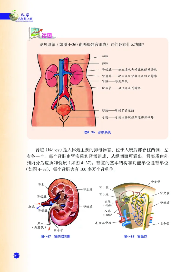 浙教版9年级科学上册高清教材_4-教培资料-26年最新资料-同步更新_初中高中教资_03科三专项（进去保存报考的学科即可）_02科三专项（笔记真题思维导图教学设计版本二）