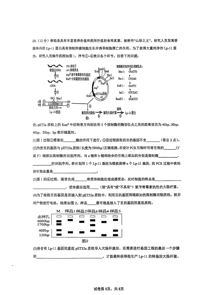 厦门外国语学校2026届高三上学期12月月考生物试卷（含答案）_2025年12月_251208福建省厦门外国语学校2025-2026学年高三上学期12月月考（全科）