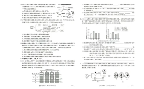 河北省2026届高三年级十月份联考（26-75C）生物_251101金太阳&middot;河北省2026届高三年级十月份联考（26-75C）（全科）_河北省金太阳2026届高三年级十月份联考（26-75C）生物