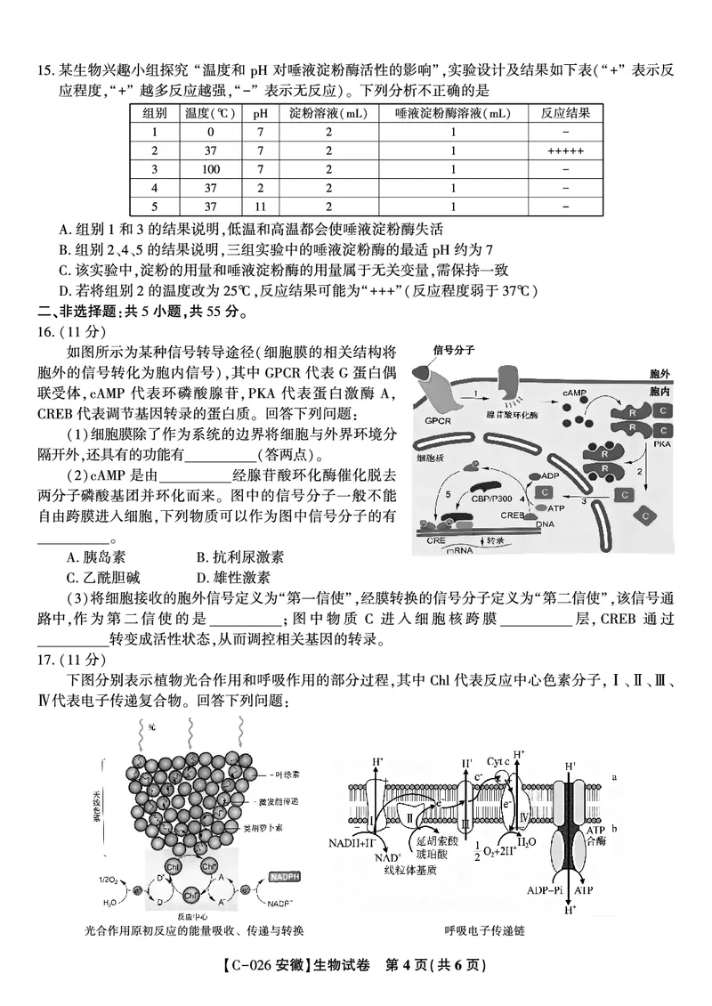 生物试题&middot;2025年11月高三期中联考_251121安徽省皖江名校联盟2025-2026学年高三上学期期中联考（全科）