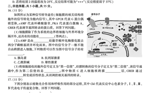 生物试题&middot;2025年11月高三期中联考_251121安徽省皖江名校联盟2025-2026学年高三上学期期中联考（全科）