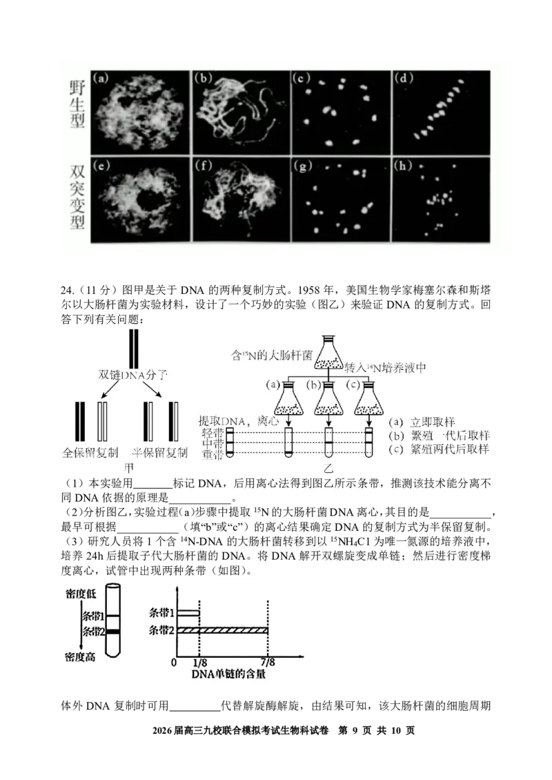 生物-吉林省2026届高三九校11月联合模拟考_251128吉林省2026届高三九校11月联合模拟考（全科）