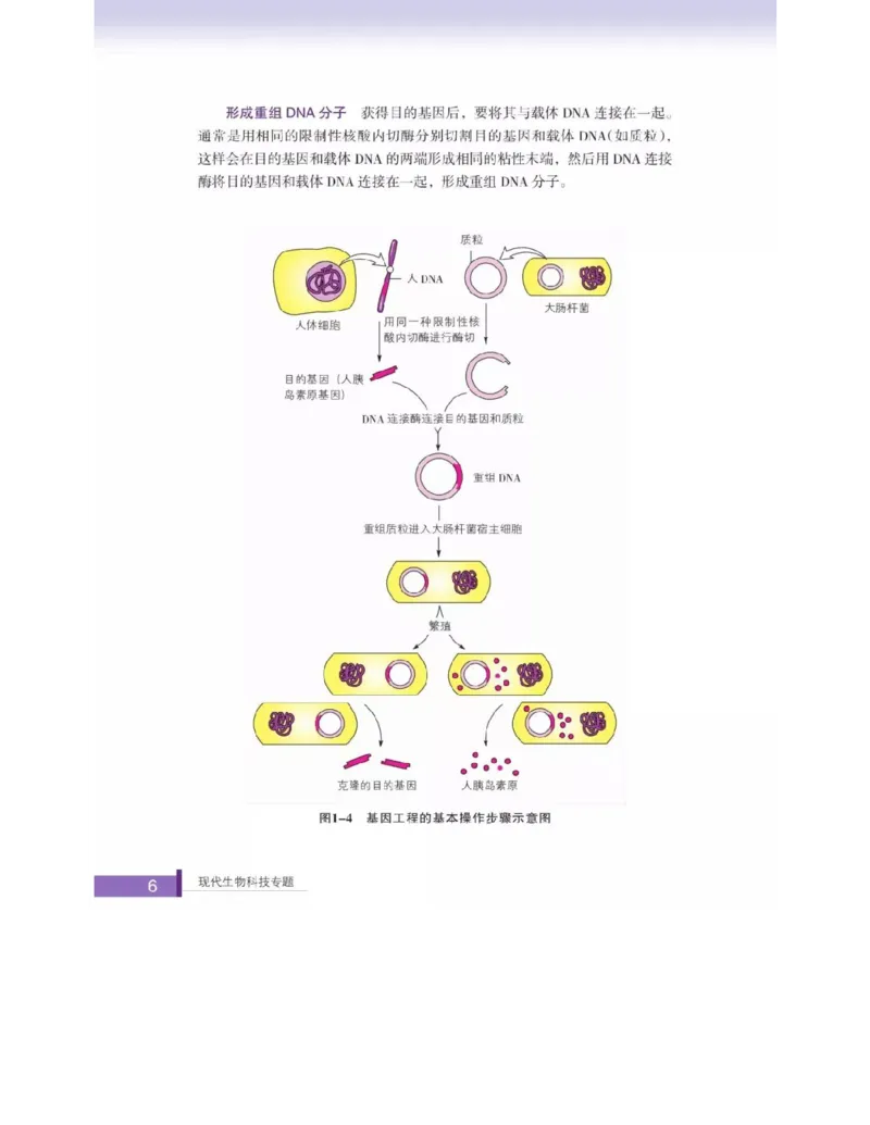 浙科版高中生物选修3《现代生物科技专题》电子课本_4-教培资料-26年最新资料-同步更新_初中高中教资_03科三专项（进去保存报考的学科即可）_112025高中科目（全）电子教材