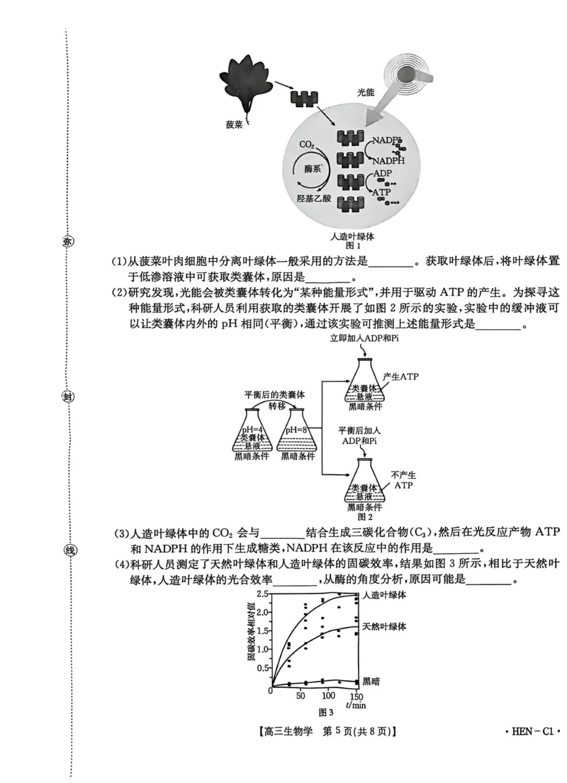 河南省2026届高三上学期11月联考（HEN）生物_2025年12月_251201河南省金太阳2026届高三上学期11月联考（全科）_河南省金太阳2026届高三上学期11月联考生物