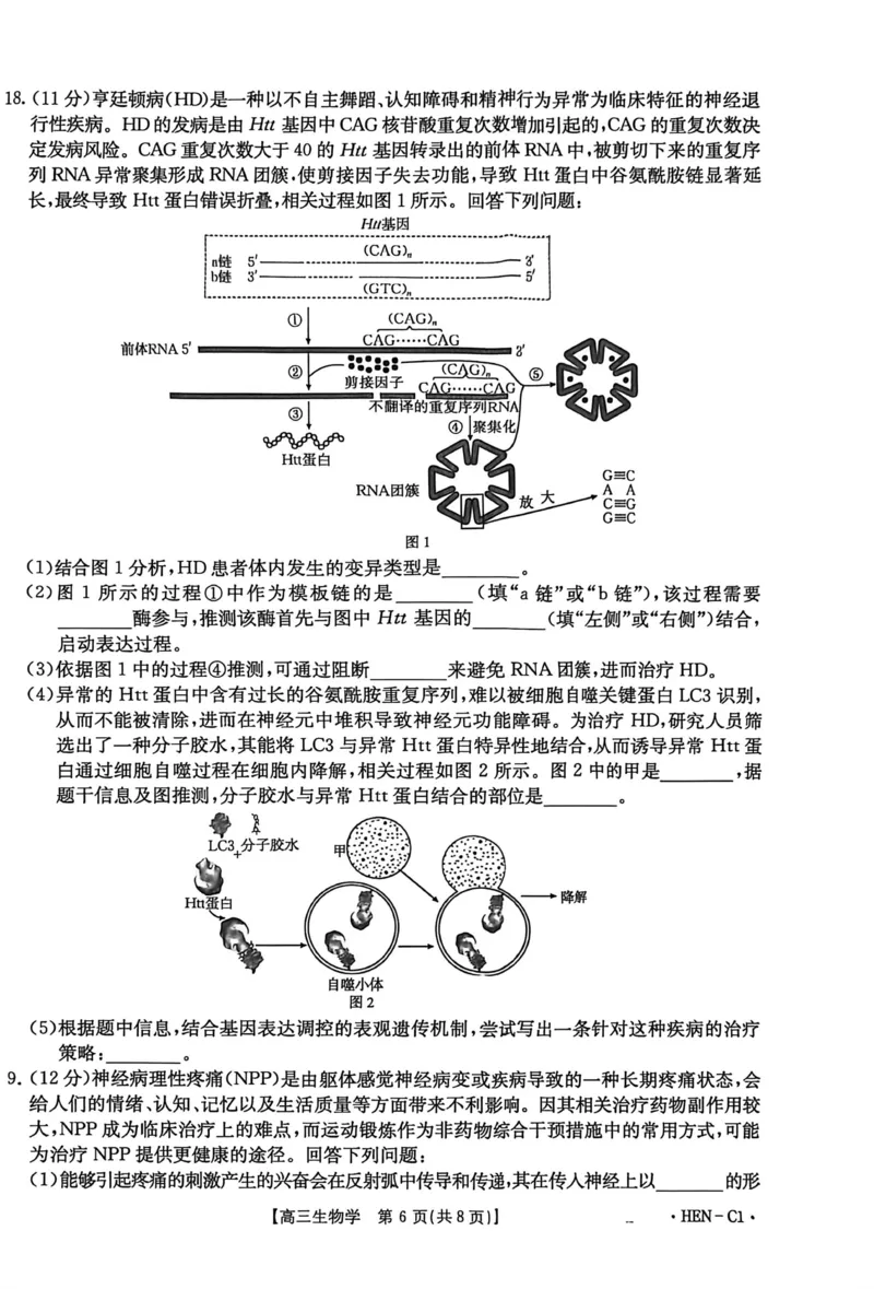 河南省2026届高三上学期11月联考（HEN）生物_2025年12月_251201河南省金太阳2026届高三上学期11月联考（全科）_河南省金太阳2026届高三上学期11月联考生物