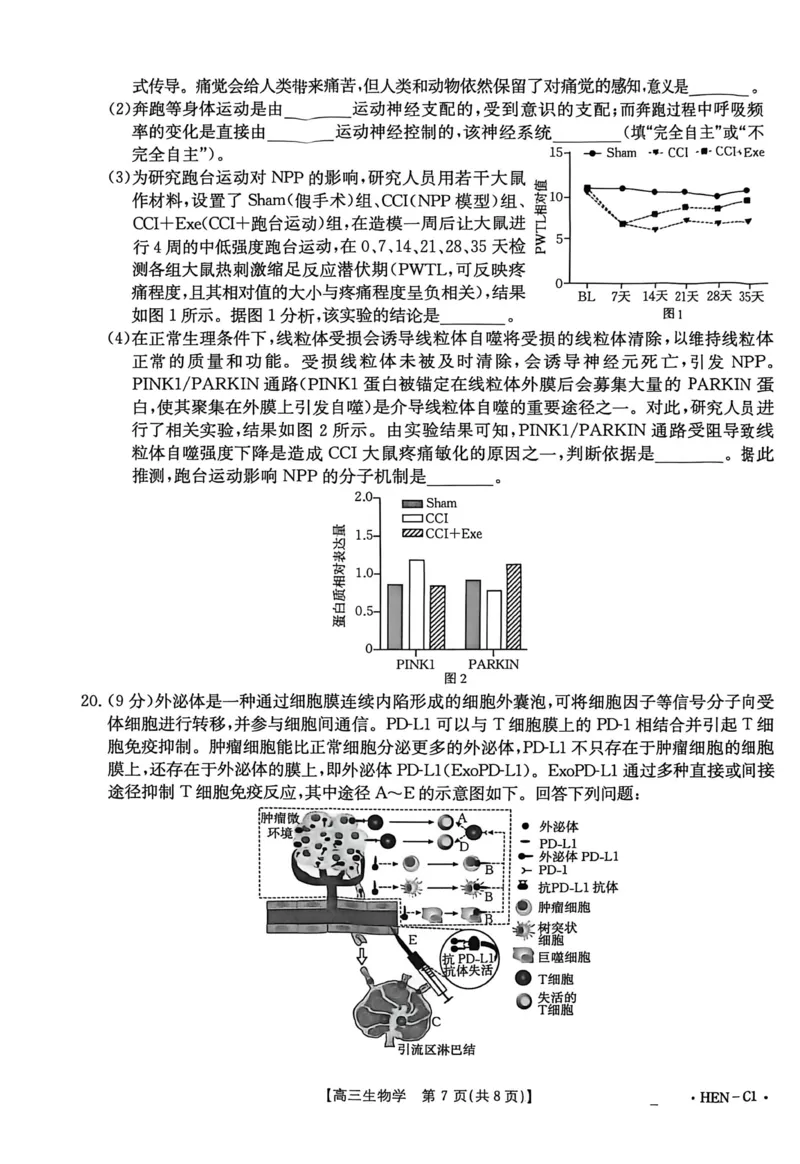 河南省2026届高三上学期11月联考（HEN）生物_2025年12月_251201河南省金太阳2026届高三上学期11月联考（全科）_河南省金太阳2026届高三上学期11月联考生物