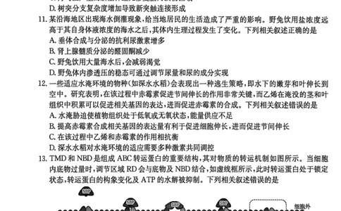 河南省2026届高三上学期11月联考（HEN）生物_2025年12月_251201河南省金太阳2026届高三上学期11月联考（全科）_河南省金太阳2026届高三上学期11月联考生物