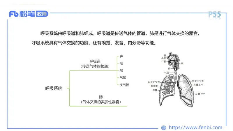 理论精讲-运动解剖学4_4-教培资料-26年最新资料-同步更新_科一科二电子资料合集中小幼（笔记真题知识点汇总等）文件多，按需保存_各机构笔记合集（中小幼）推荐_1理论精讲