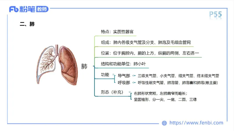 理论精讲-运动解剖学4_4-教培资料-26年最新资料-同步更新_科一科二电子资料合集中小幼（笔记真题知识点汇总等）文件多，按需保存_各机构笔记合集（中小幼）推荐_1理论精讲