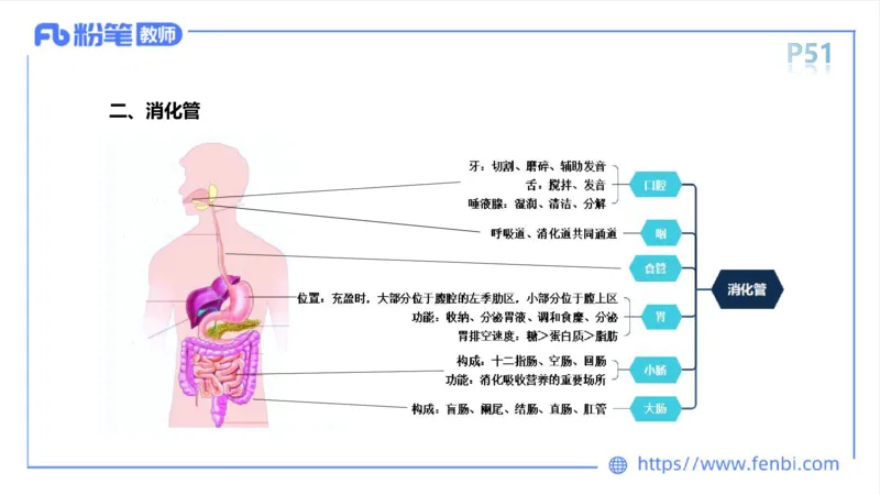 理论精讲-运动解剖学4_4-教培资料-26年最新资料-同步更新_科一科二电子资料合集中小幼（笔记真题知识点汇总等）文件多，按需保存_各机构笔记合集（中小幼）推荐_1理论精讲