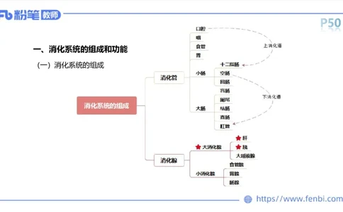 理论精讲-运动解剖学4_4-教培资料-26年最新资料-同步更新_科一科二电子资料合集中小幼（笔记真题知识点汇总等）文件多，按需保存_各机构笔记合集（中小幼）推荐_1理论精讲