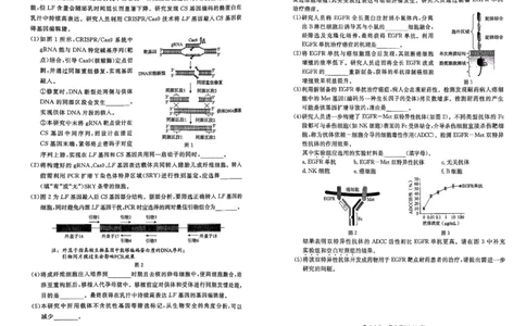 北京市东城区2024-2025学年度高二第二学期期末统一检测生物学试卷（含答案）_2025年7月_250728北京市东城区2024-2025学年高二下学期期末考试（全科）_0823204624