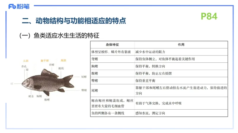 理论精讲11-动物学与动物生理学1-拾光_4-教培资料-26年最新资料-同步更新_初中高中教资_03科三专项（进去保存报考的学科即可）_初中_初中生物-通关资料包_2025年FB学科-生物_讲义