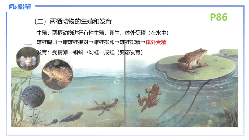 理论精讲11-动物学与动物生理学1-拾光_4-教培资料-26年最新资料-同步更新_初中高中教资_03科三专项（进去保存报考的学科即可）_初中_初中生物-通关资料包_2025年FB学科-生物_讲义