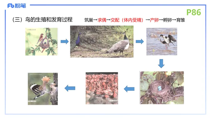 理论精讲11-动物学与动物生理学1-拾光_4-教培资料-26年最新资料-同步更新_初中高中教资_03科三专项（进去保存报考的学科即可）_初中_初中生物-通关资料包_2025年FB学科-生物_讲义