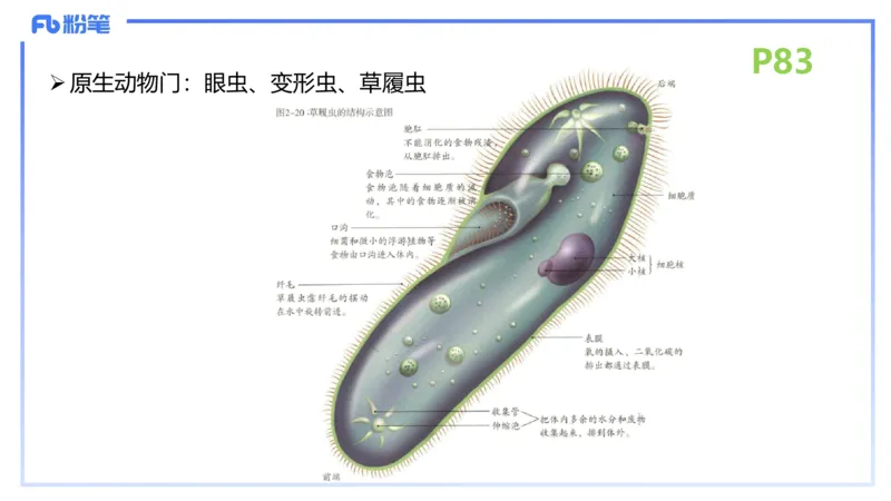 理论精讲11-动物学与动物生理学1-拾光_4-教培资料-26年最新资料-同步更新_初中高中教资_03科三专项（进去保存报考的学科即可）_初中_初中生物-通关资料包_2025年FB学科-生物_讲义