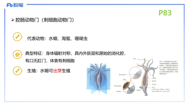 理论精讲11-动物学与动物生理学1-拾光_4-教培资料-26年最新资料-同步更新_初中高中教资_03科三专项（进去保存报考的学科即可）_初中_初中生物-通关资料包_2025年FB学科-生物_讲义