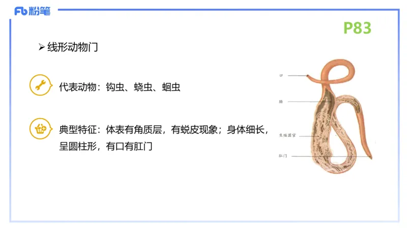 理论精讲11-动物学与动物生理学1-拾光_4-教培资料-26年最新资料-同步更新_初中高中教资_03科三专项（进去保存报考的学科即可）_初中_初中生物-通关资料包_2025年FB学科-生物_讲义