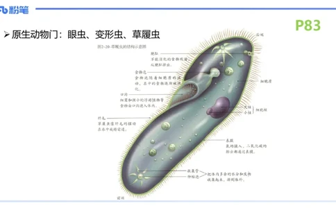 理论精讲11-动物学与动物生理学1-拾光_4-教培资料-26年最新资料-同步更新_初中高中教资_03科三专项（进去保存报考的学科即可）_初中_初中生物-通关资料包_2025年FB学科-生物_讲义