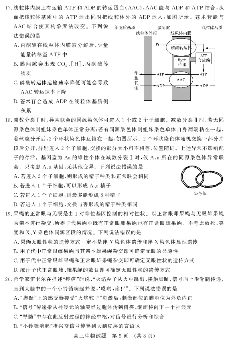 山东名校考试联盟2025年12月高三年级阶段性检测生物_2025年12月_251218山东名校考试联盟2025年12月高三年级阶段性检测（全科）