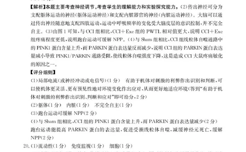 河南省2026届高三上学期11月联考（HEN）生物答案_2025年12月_251201河南省金太阳2026届高三上学期11月联考（全科）_河南省金太阳2026届高三上学期11月联考生物