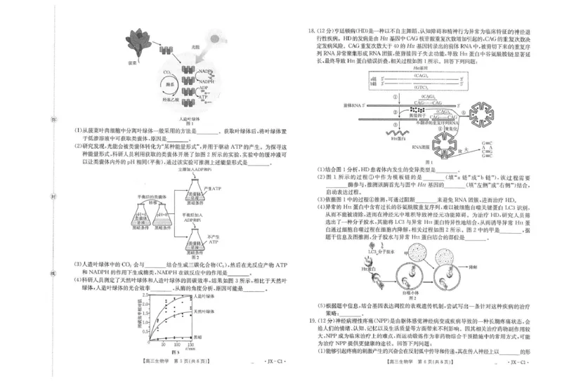 江西省2026届高三上学期11月联考（JX）生物_2025年12月_251203江西省金太阳2026届高三上学期11月联考（JX）