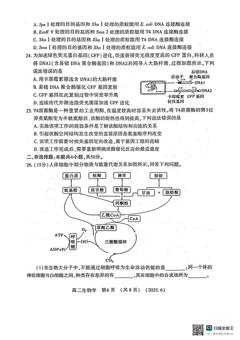 洛阳2024-2025学年6月高二质量检测-生物试卷_2025年6月_250614河南洛阳市2024-2025学年6月高二质量检测（全科）(1)