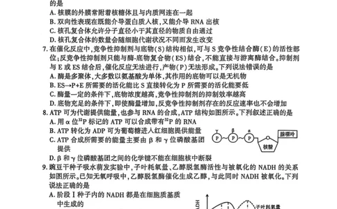 洛阳2024-2025学年6月高二质量检测-生物试卷_2025年6月_250614河南洛阳市2024-2025学年6月高二质量检测（全科）(1)
