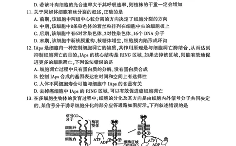 洛阳2024-2025学年6月高二质量检测-生物试卷_2025年6月_250614河南洛阳市2024-2025学年6月高二质量检测（全科）(1)