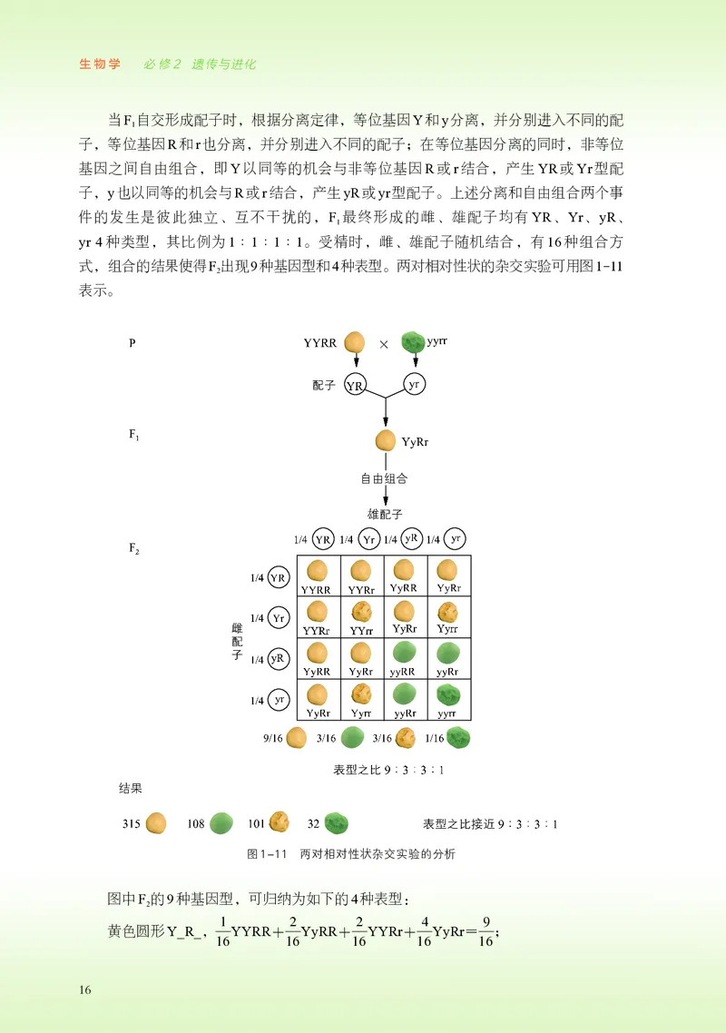 浙科版生物必修2高清教材_4-教培资料-26年最新资料-同步更新_初中高中教资_03科三专项（进去保存报考的学科即可）_02科三专项（笔记真题思维导图教学设计版本二）