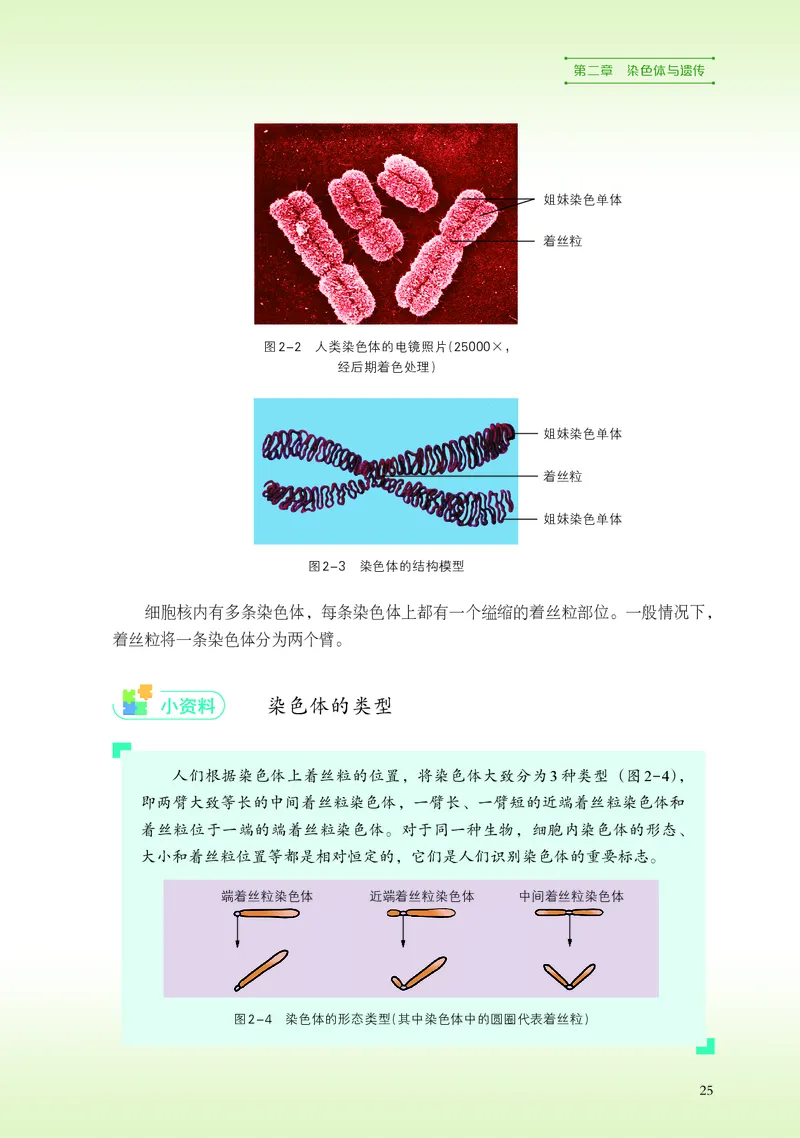 浙科版生物必修2高清教材_4-教培资料-26年最新资料-同步更新_初中高中教资_03科三专项（进去保存报考的学科即可）_02科三专项（笔记真题思维导图教学设计版本二）