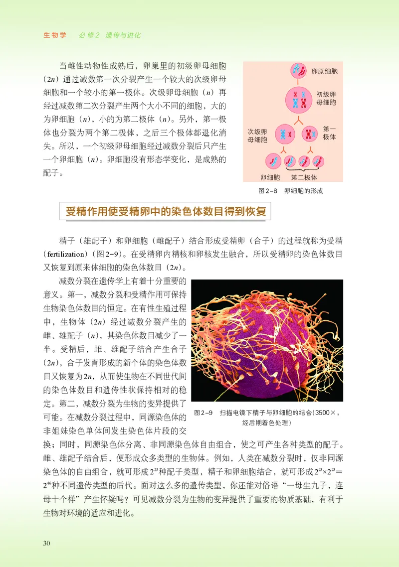 浙科版生物必修2高清教材_4-教培资料-26年最新资料-同步更新_初中高中教资_03科三专项（进去保存报考的学科即可）_02科三专项（笔记真题思维导图教学设计版本二）
