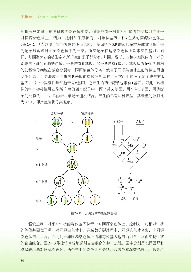 浙科版生物必修2高清教材_4-教培资料-26年最新资料-同步更新_初中高中教资_03科三专项（进去保存报考的学科即可）_02科三专项（笔记真题思维导图教学设计版本二）