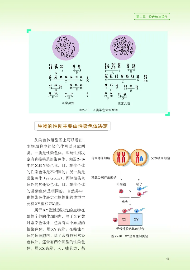 浙科版生物必修2高清教材_4-教培资料-26年最新资料-同步更新_初中高中教资_03科三专项（进去保存报考的学科即可）_02科三专项（笔记真题思维导图教学设计版本二）